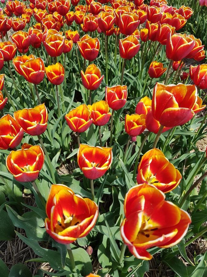 Romantisch Huisje Nabij Het Strand Met Uitzicht Op De Tulpenvelden Julianadorp Eksteriør billede