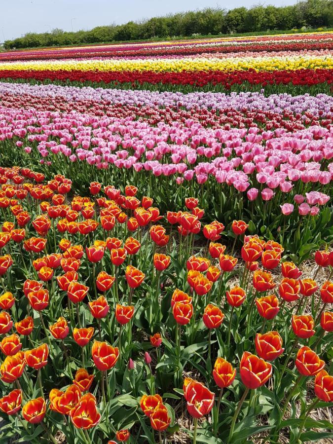 Romantisch Huisje Nabij Het Strand Met Uitzicht Op De Tulpenvelden Julianadorp Eksteriør billede