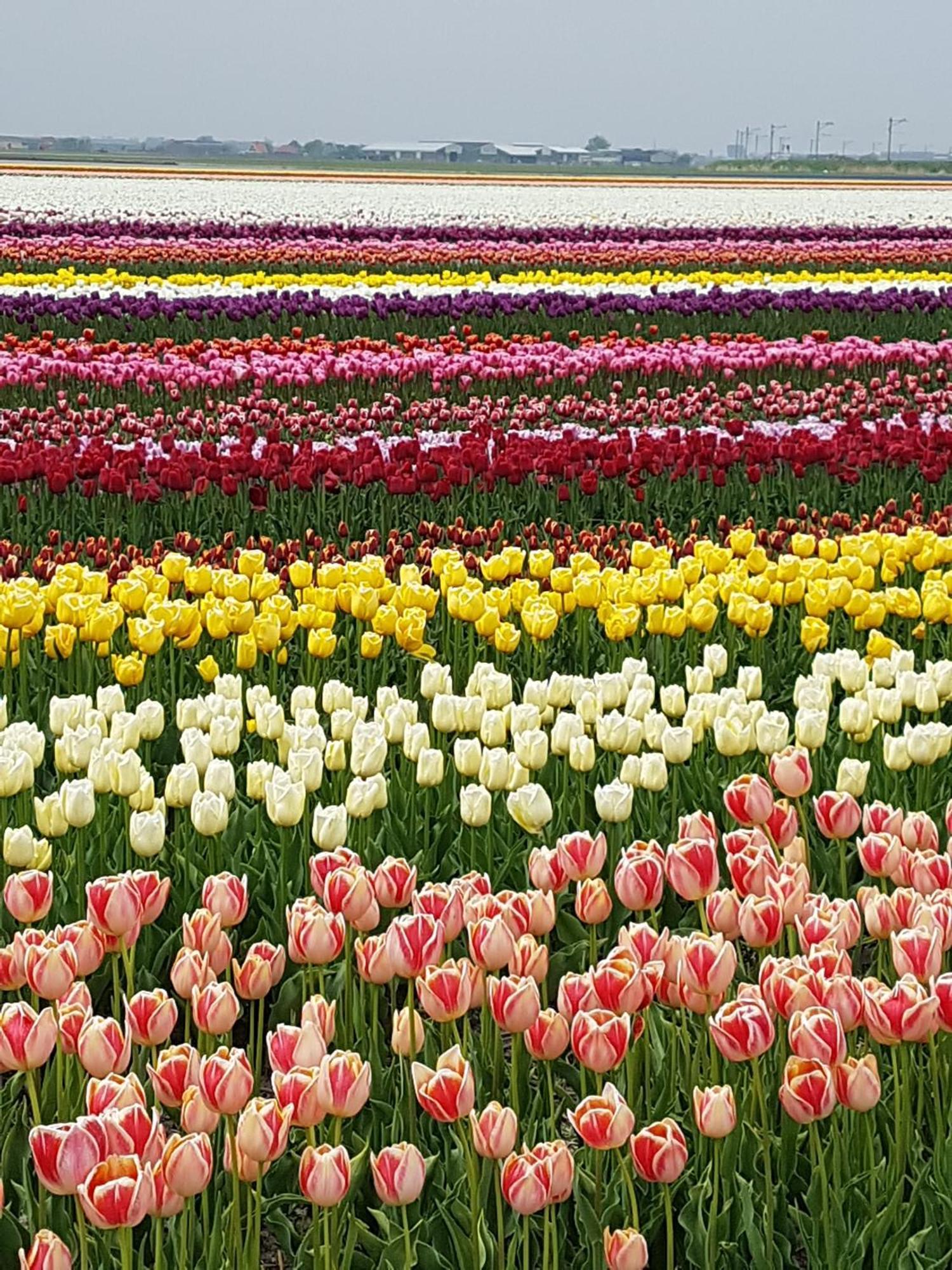 Romantisch Huisje Nabij Het Strand Met Uitzicht Op De Tulpenvelden Julianadorp Eksteriør billede