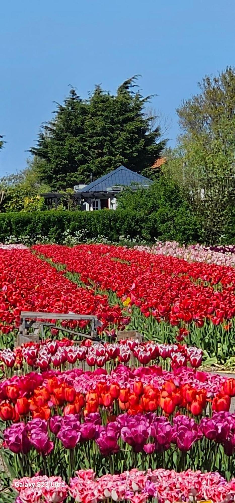 Romantisch Huisje Nabij Het Strand Met Uitzicht Op De Tulpenvelden Julianadorp Eksteriør billede