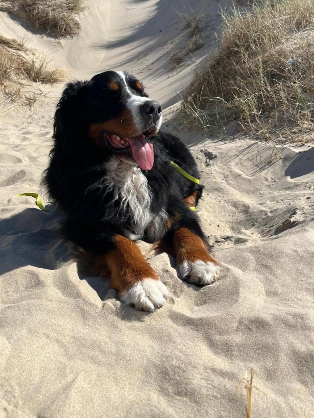 Romantisch Huisje Nabij Het Strand Met Uitzicht Op De Tulpenvelden Julianadorp Eksteriør billede