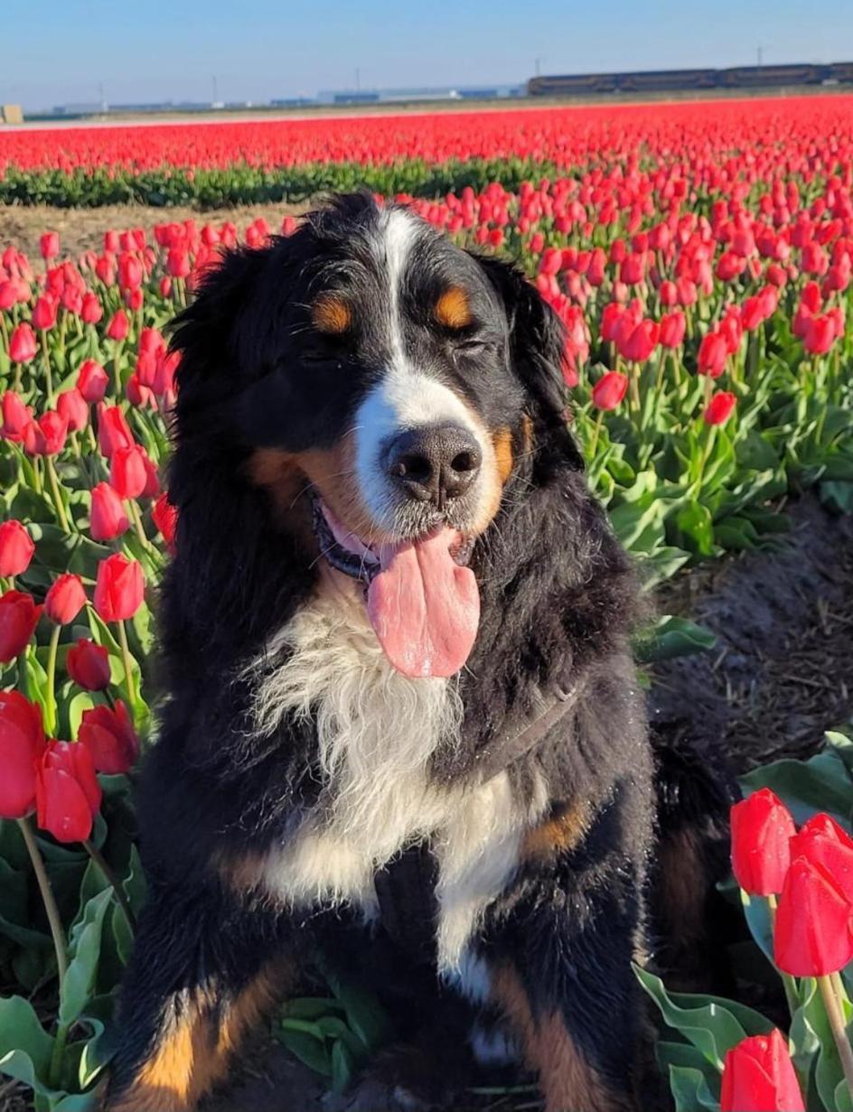 Romantisch Huisje Nabij Het Strand Met Uitzicht Op De Tulpenvelden Julianadorp Eksteriør billede