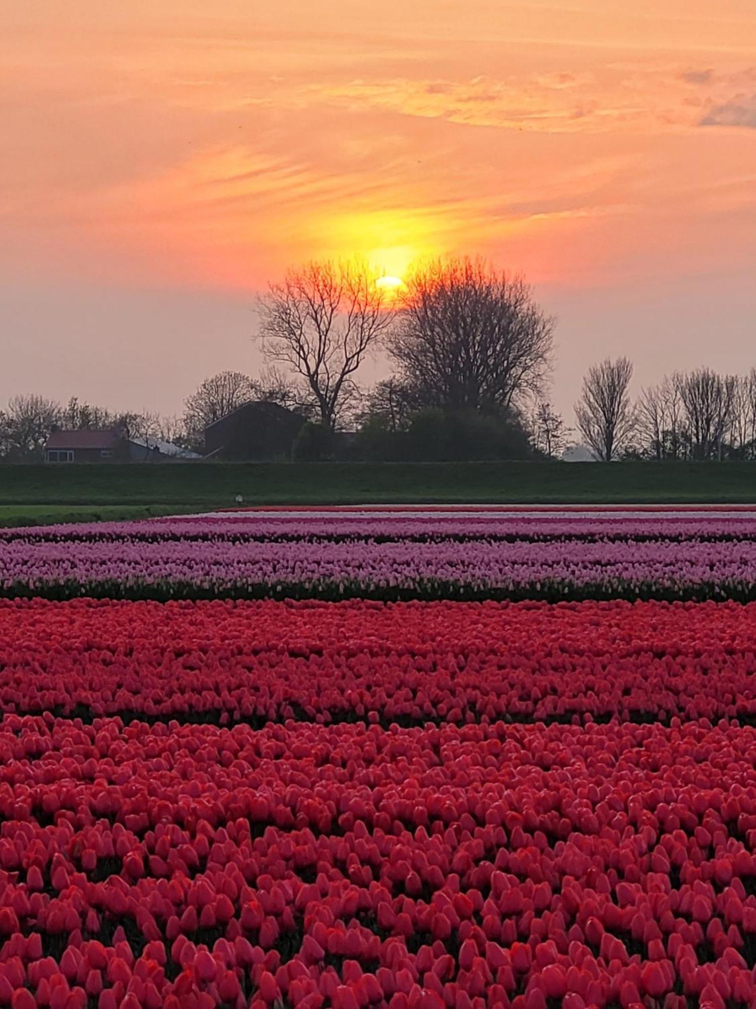 Romantisch Huisje Nabij Het Strand Met Uitzicht Op De Tulpenvelden Julianadorp Eksteriør billede